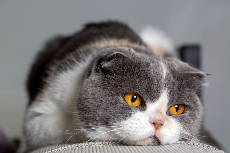 Com que frequência os gatos devem fazer cocô? Compreendendo a saúde digestiva do seu gato 