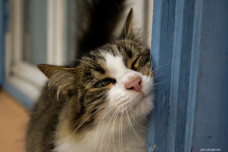 A ciência por trás dos gatos esfregando o rosto:por que esse comportamento comum acontece 