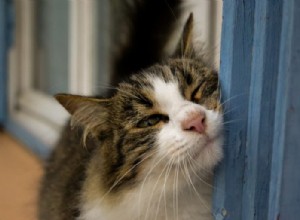 The Science Behind Cats Rubbing Their Faces: Why This Common Behavior Happens