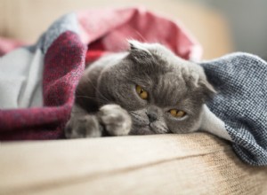 Understanding Cat Sadness: Causes, Symptoms, and How to Help Your Feline
