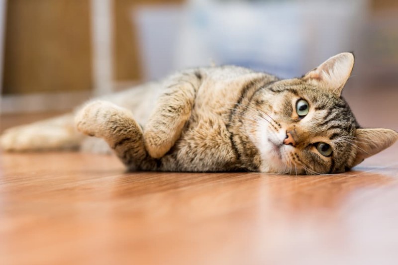 Compreendendo a tristeza dos gatos:causas, sintomas e como ajudar seu felino 