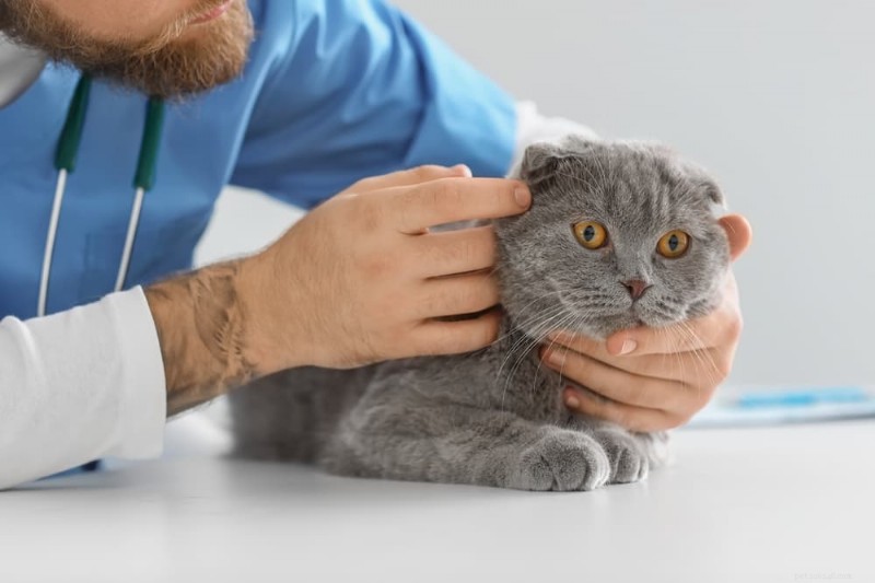 Compreendendo a tristeza dos gatos:causas, sintomas e como ajudar seu felino 
