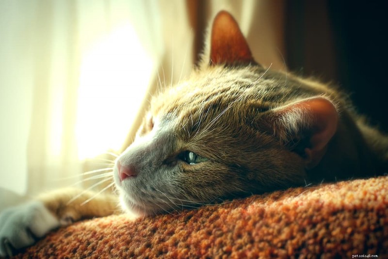 Compreendendo a tristeza dos gatos:causas, sintomas e como ajudar seu felino 
