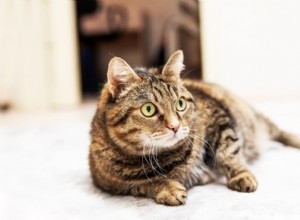 Understanding Cat Scooting: Causes, Symptoms, and How to Stop It