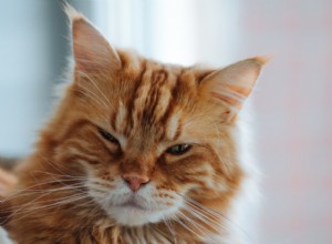 The Mystery of Cat Winks: Why They Blink Slowly and What It Reveals