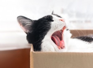Why Cats Yawn: The Science Behind Their Relaxation & Health Signals