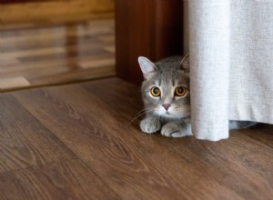 Why Does My Cat Hide? Understanding & Resolving the Mystery