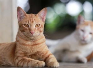 Stop Your Cat’s Spraying: Causes, Solutions, and Prevention Tips