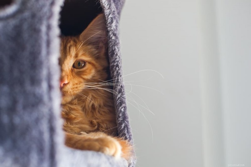 Arrêtez les pulvérisations de votre chat :causes, solutions et conseils de prévention 