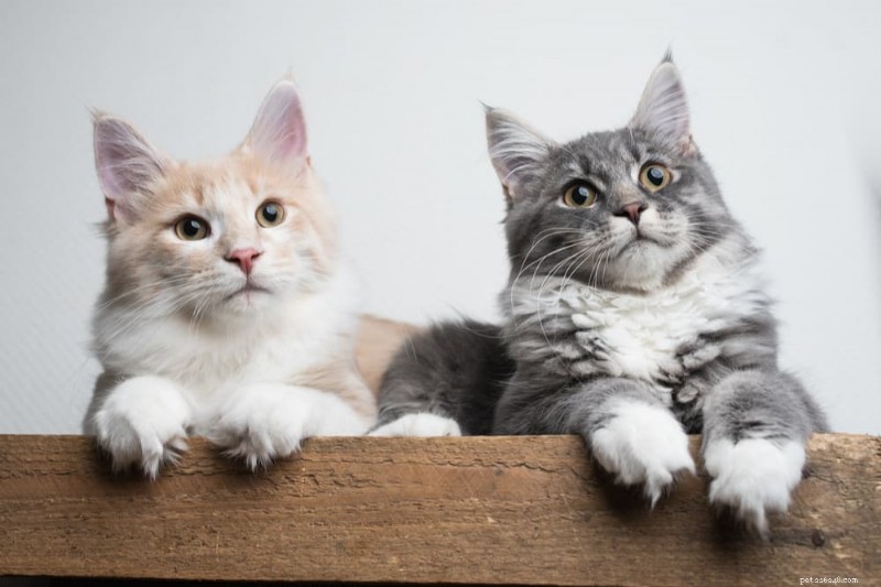 Arrêtez les pulvérisations de votre chat :causes, solutions et conseils de prévention 