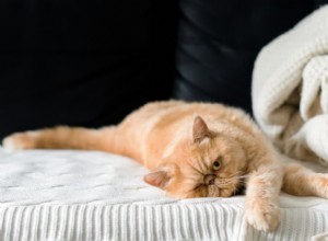 Stop Cat Urine in Your Home: 10 Proven Fixes & Vet-Backed Tips