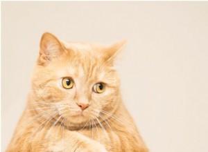 How to Stop Your Cat from Pooping Outside the Litter Box: 8 Proven Solutions