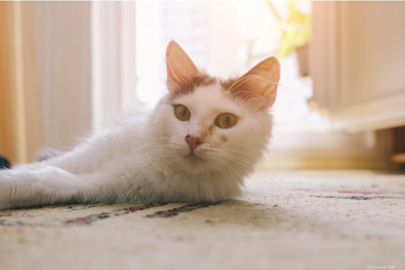 Hoe u kunt voorkomen dat uw kat buiten de kattenbak poept:8 bewezen oplossingen 