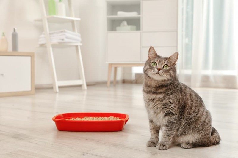 Hoe u kunt voorkomen dat uw kat buiten de kattenbak poept:8 bewezen oplossingen 