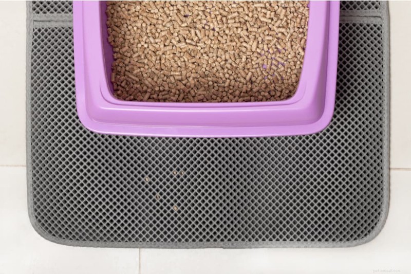 Hoe u kunt voorkomen dat uw kat buiten de kattenbak poept:8 bewezen oplossingen 