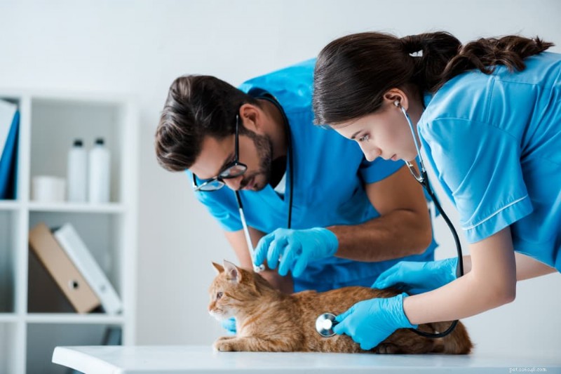 Hoe u kunt voorkomen dat uw kat buiten de kattenbak poept:8 bewezen oplossingen 