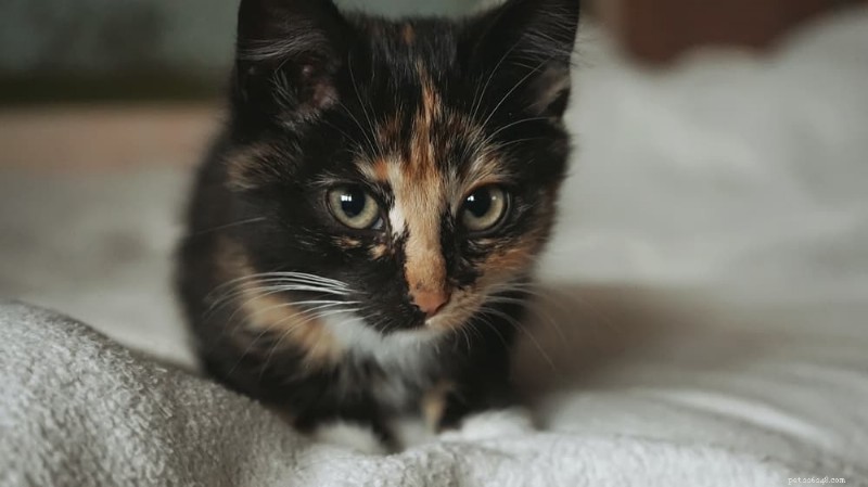 私の猫が過剰に鳴くのはなぜですか?鳴き声を理解して管理するためのガイド 