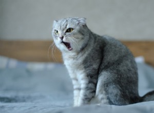 Why Does My Cat Meow Excessively? A Guide to Understanding and Managing Meowing