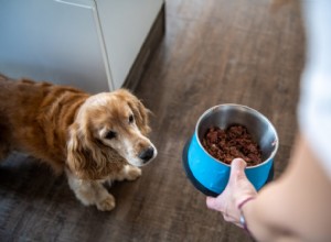 Determining the Right Calorie Intake for Your Dog: A Comprehensive Guide