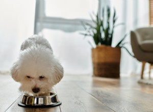 Understanding Novel Protein Dog Food: Benefits for Sensitive Pets