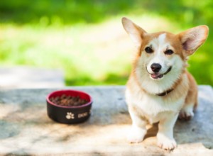 Professional Guide to Gastrointestinal Dog Food: Causes, Benefits, and Top Vet‑Approved Picks