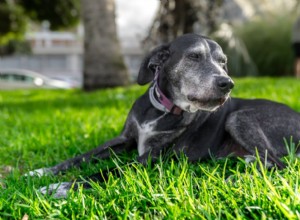 4 Vet-Approved Diets to Support Your Dog’s Heart Health