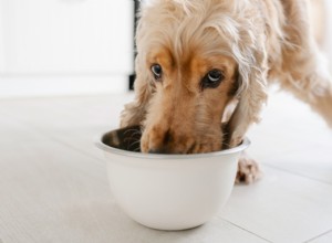 5 Proven Strategies to Help Your Dog Eat More Slowly & Stay Healthy