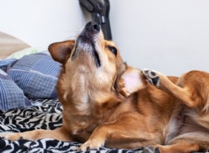 Chicken Allergy in Dogs: Recognizing Symptoms & Proven Treatment Options