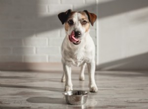 Why Does Your Dog Seem Eternally Hungry? Understanding & Managing Their Appetite