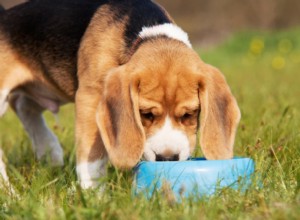 How to Know When to Switch Your Dog to Adult Food: 5 Key Indicators