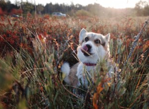 Hill’s Science Diet Dry Dog Food Review: Find the Right Formula for Your Dog s Health