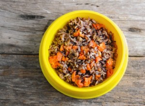Optimizing Your Dog s Nutrition During Cancer Treatment: Expert Food Choices & Feeding Guidance