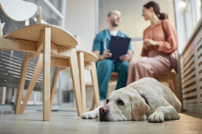 Optimalizace výživy vašeho psa během léčby rakoviny:Odborný výběr krmiva a krmení 