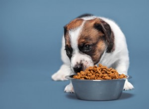 7 Dog Food Mistakes That Can Harm Your Pet—and How to Avoid Them