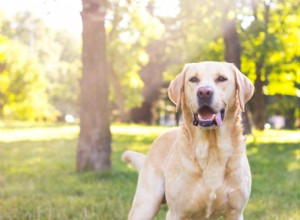 Probiotic-Enriched Dog Food: Boosting Gut Health & Wellness