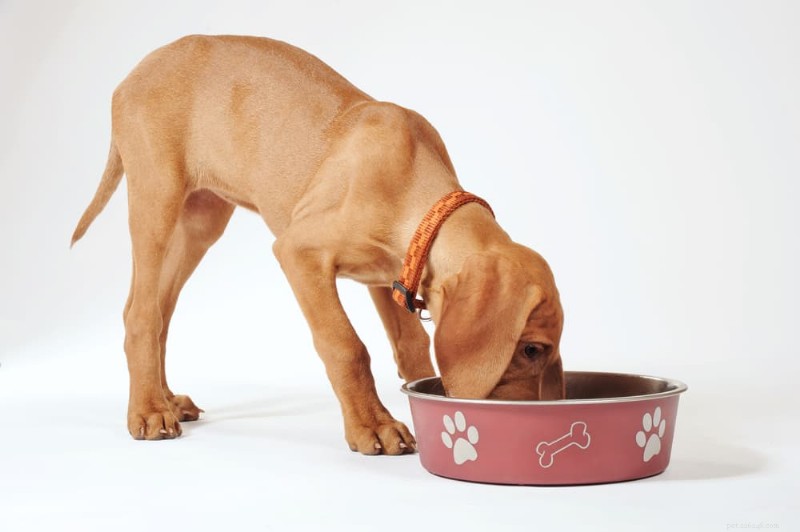 O guia completo para cozinhar frango com segurança para seu cachorro 