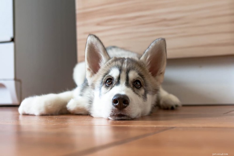 Cachorro não come:principais causas e soluções especializadas 