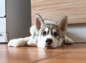 Puppy Not Eating: Key Causes & Expert Solutions
