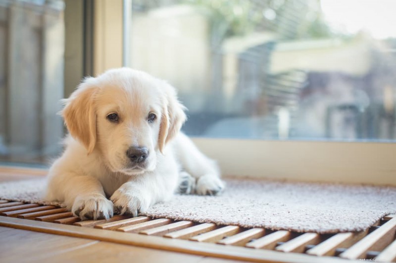 Cachorro não come:principais causas e soluções especializadas 