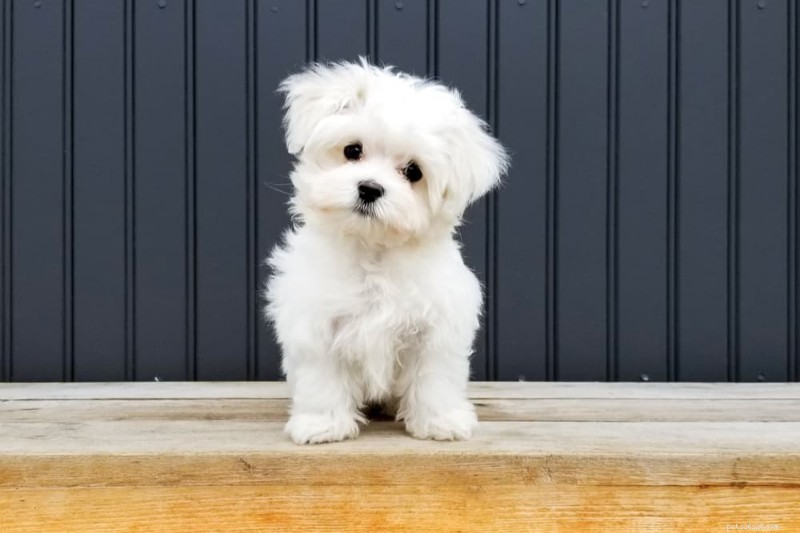 Cachorro não come:principais causas e soluções especializadas 