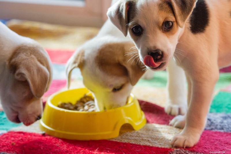 Cachorro não come:principais causas e soluções especializadas 