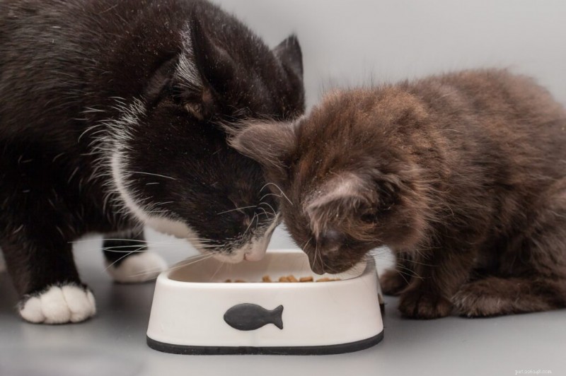 5 duidelijke tekenen dat uw kitten klaar is voor volwassen kattenvoer 