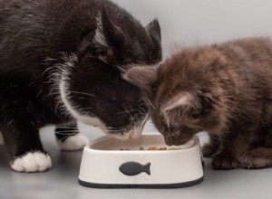 5 Clear Signs Your Kitten Is Ready for Adult Cat Food