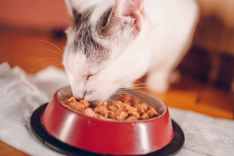5 duidelijke tekenen dat uw kitten klaar is voor volwassen kattenvoer 