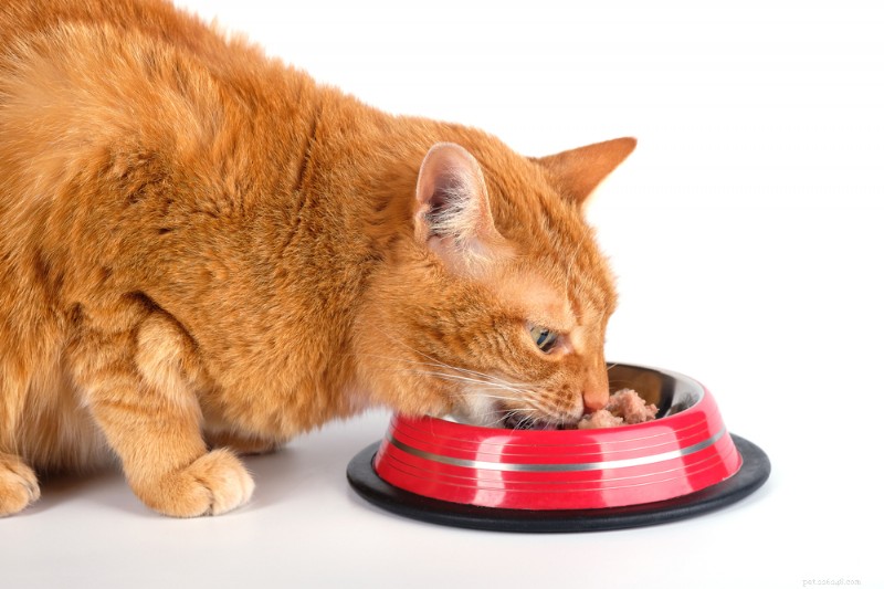 Choisir la bonne nourriture pour chat contre le diabète :un guide complet 