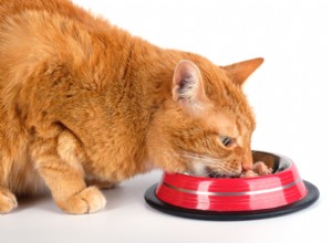Choosing the Right Cat Food for Diabetes: A Complete Guide