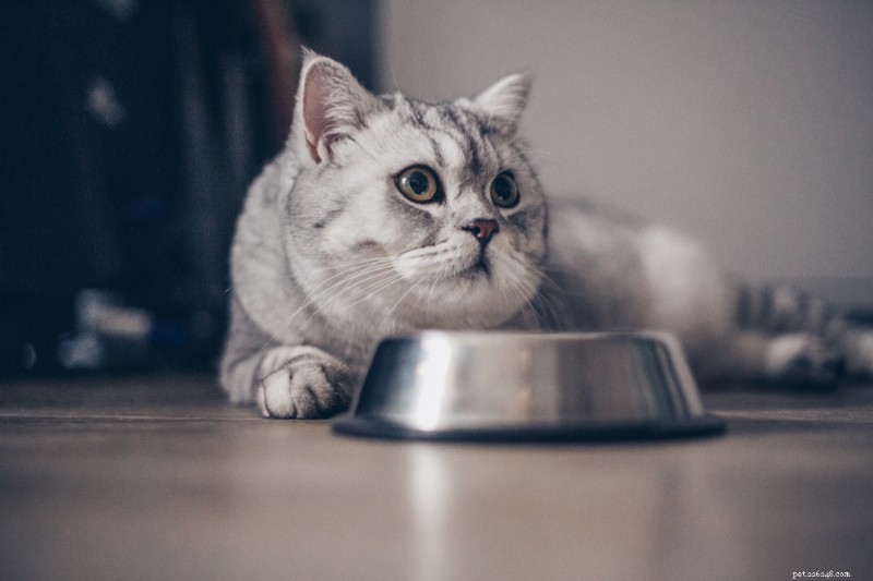 Choisir la bonne nourriture pour chat contre le diabète :un guide complet 