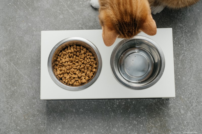 猫がご飯を食べないときの対処法：原因、解決策、専門家のヒント 