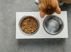 What to Do When Your Cat Won’t Eat: Causes, Solutions & Expert Tips