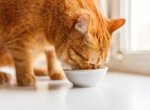 Understanding Gastrointestinal Cat Food: Benefits, Types, and Top Picks